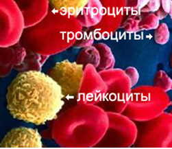 тромбоциты крови